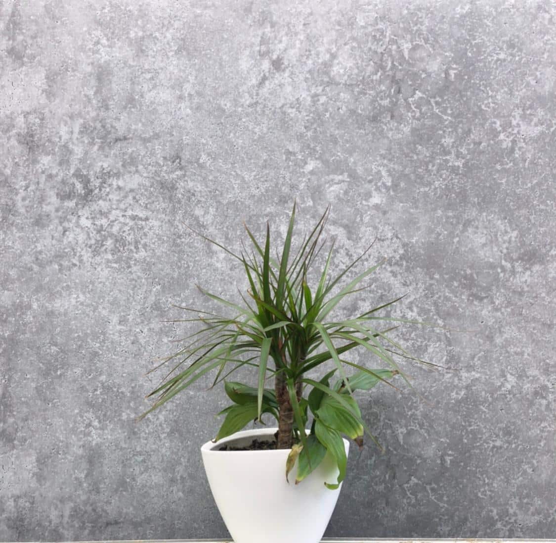Concrete Grey (2m) Wet Wall Panel - 2000mm (h) x 1000mm (w) x 10mm (d)